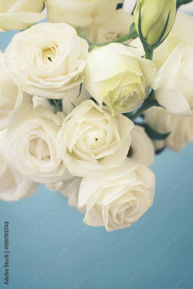 Obraz premium トルコ桔梗