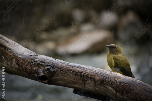 New Zealand Native Bellbird (Korimako) Sitting on Branch in the Rain Horizontal with Copy Space photo