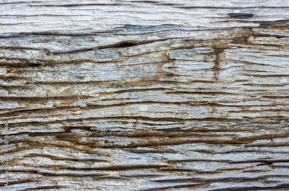 Texture of old tree trunk surface,closeup shot. Texture of old tree trunk surface,closeup shot.