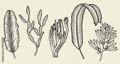 Set of seaweed