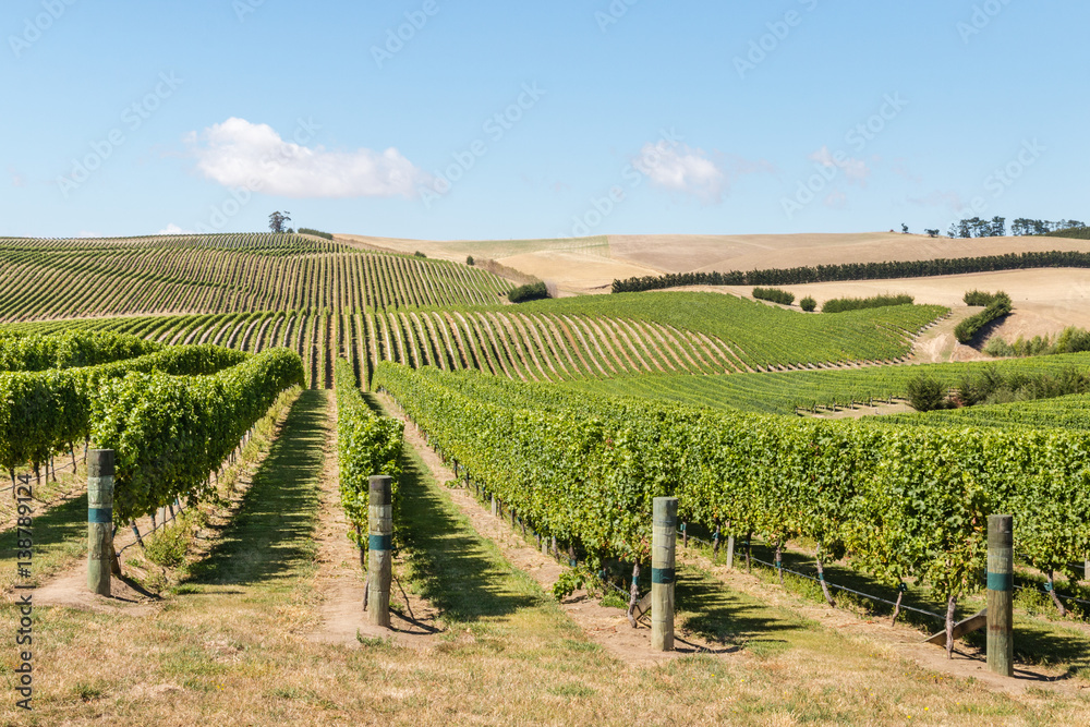 grapes growing in vineyard on hills in New Zealand