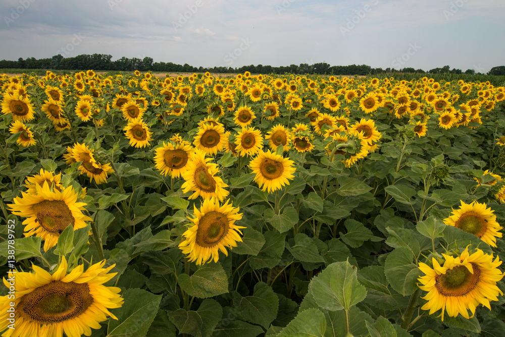 Fototapeta premium Beautiful sunflowers on a field