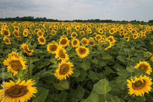 Beautiful sunflowers on a field photo