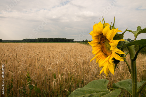 Beautiful sunflowers on a field photo