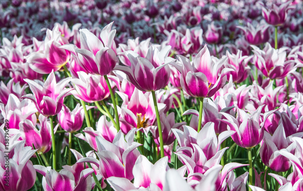 Beautiful tulip flowers in the park Beautiful tulip flowers in the park