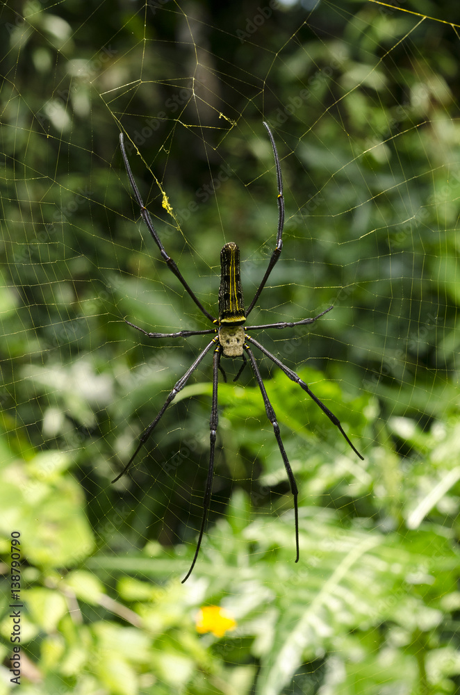spider spider