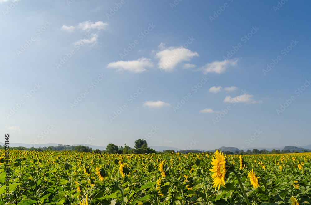 Sunflower field and blue sky in the morning