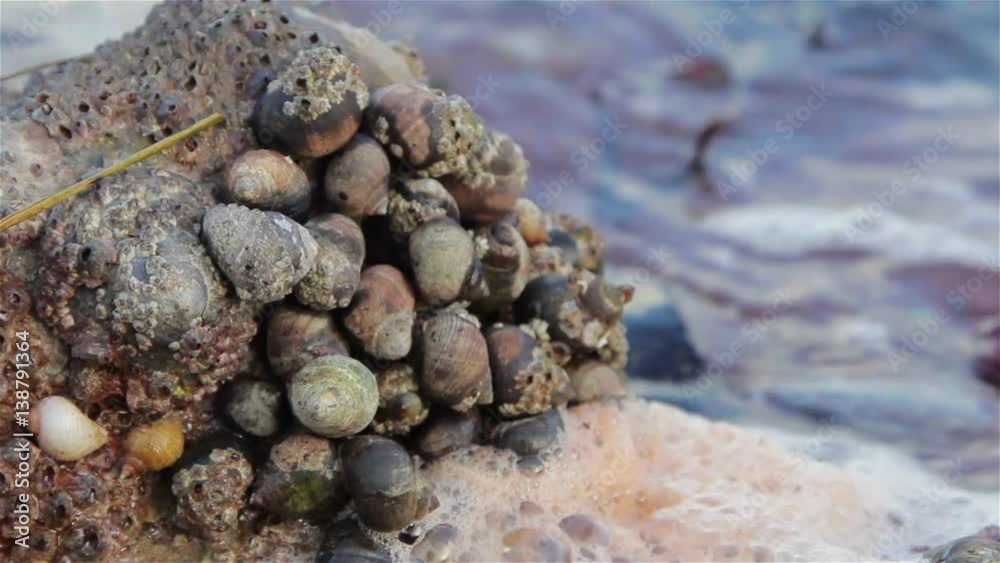 Sea Snails Cling to Rock Around Gentle Sea Waves - Shaldon Harbor WS