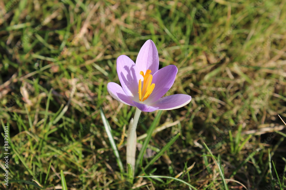 Der erste Krokus Der erste Krokus