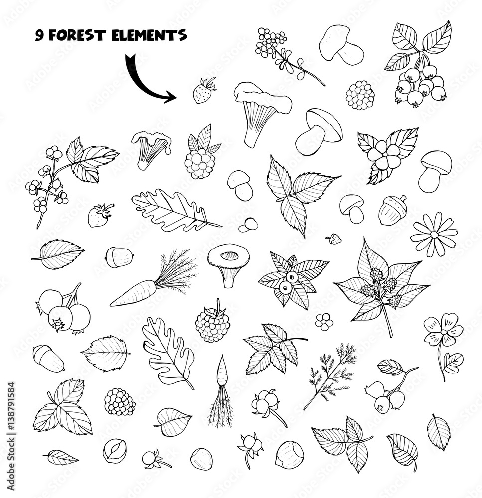 Doodle sketch collection with forest leaves, strawberries, mushrooms and walnuts Doodle sketch collection with forest leaves, strawberries, mushrooms and walnuts