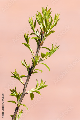 branch with green spring leaves
