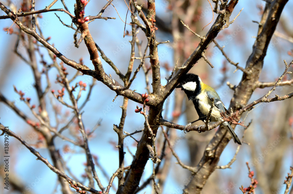 Naklejka premium シジュウカラ