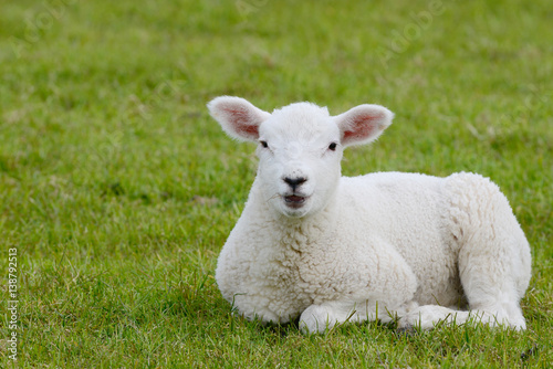Canvas Print lamb lying on pasture