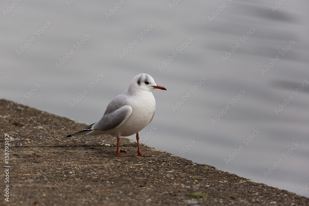 portrait of natural common black-headed gull (Larus ridibundus) portrait of natural common black-headed gull (Larus ridibundus)