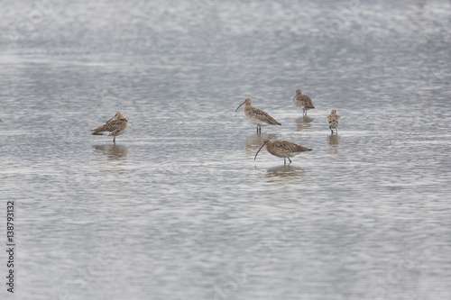 several western curlews (Numenius arquata) during foraging in a lake © Pascal Halder