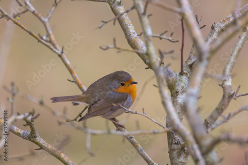 Portrait of european robin (Erithacus rubecula) sitting on a branch