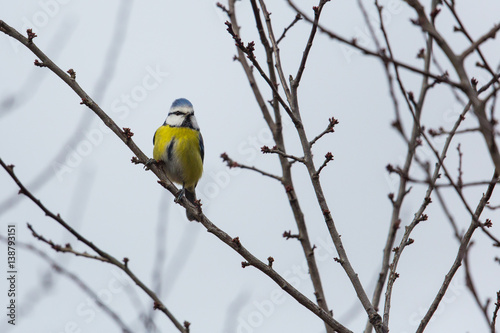 One blue tit (Parus caeruleus) sitting on branch in tree