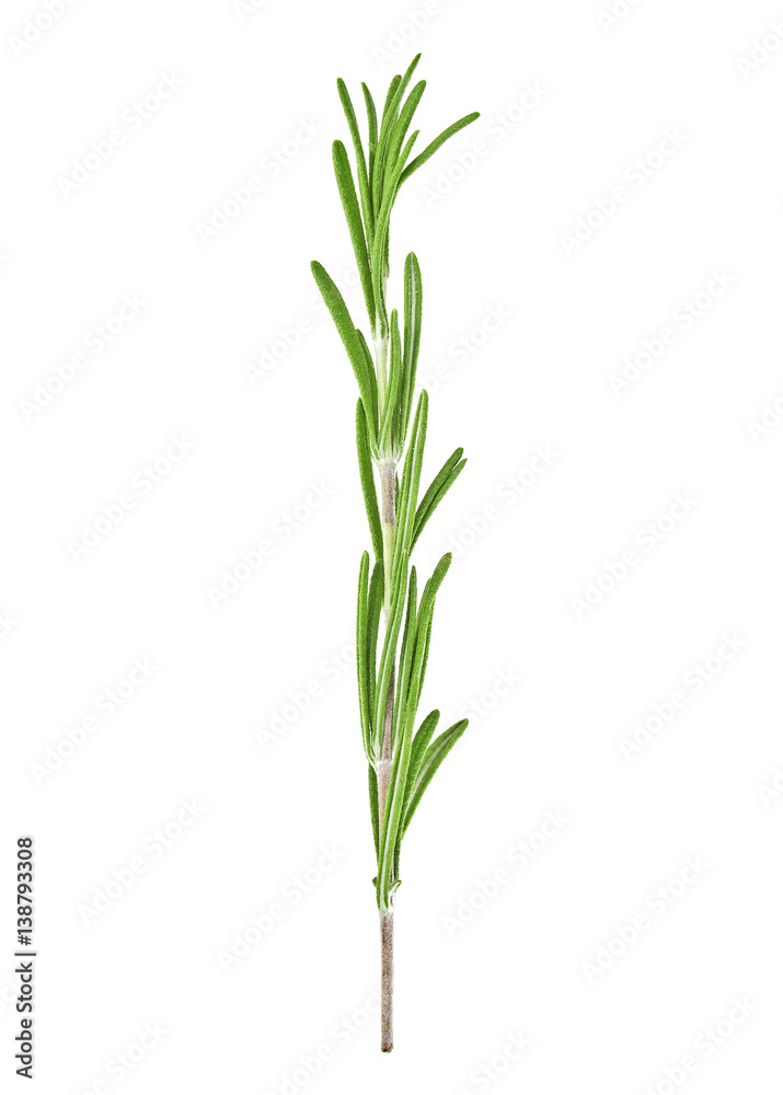 Fresh green sprig of rosemary isolated on a white background Fresh green sprig of rosemary isolated on a white background