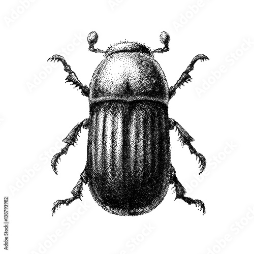 Black and white vector abstract beetle hand-drawn in the style of vintage etchings
