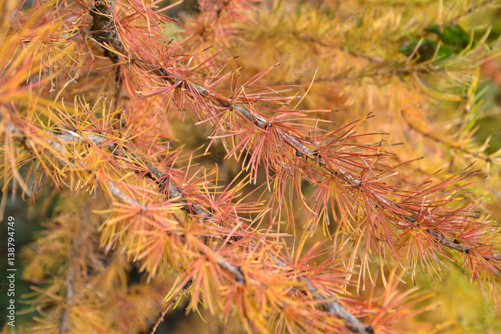 Branches with autumn needles of a larch European (Larix decidua Mill.) Branches with autumn needles of a larch European (Larix decidua Mill.)