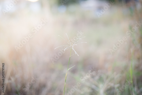 Blurred dry grass