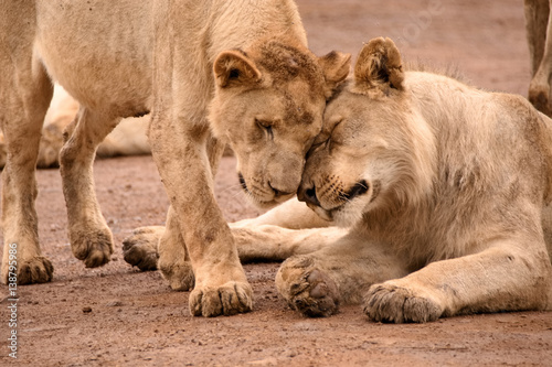 Two African lions bonding by head rubbing after feeding on a giraffe kill.