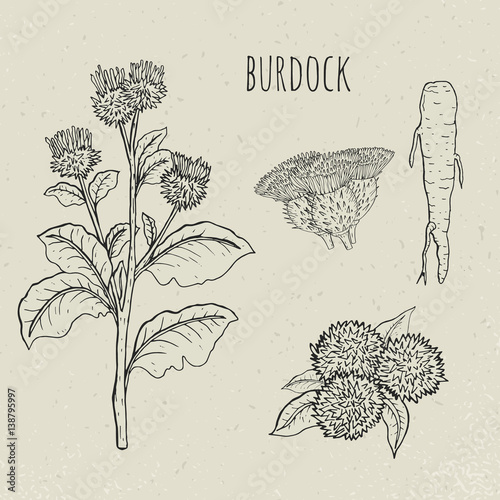 Murais de parede Burdock medical botanical isolated illustration