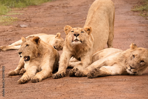 Three sub-adult African male lions lying resting after gorging themselves on a giraffe kill