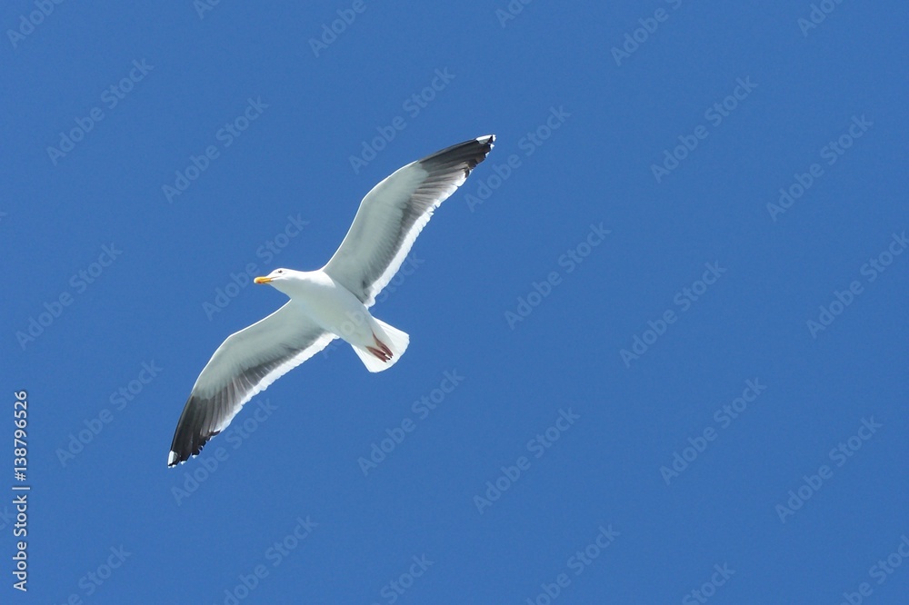 Underside View Western Single Seagull Flying, Soaring Wings Extened Against Deep Blue Sky, No Clouds, Daytime - Northern California Underside View Western Single Seagull Flying, Soaring Wings Extened Against Deep Blue Sky, No Clouds, Daytime - Northern California