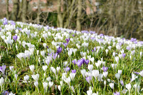 crocuses on meadow