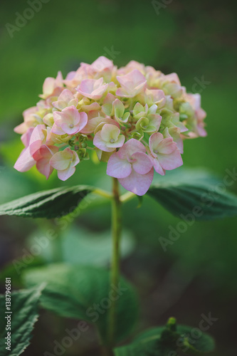 pink hydrangea flower closeup in summer garden