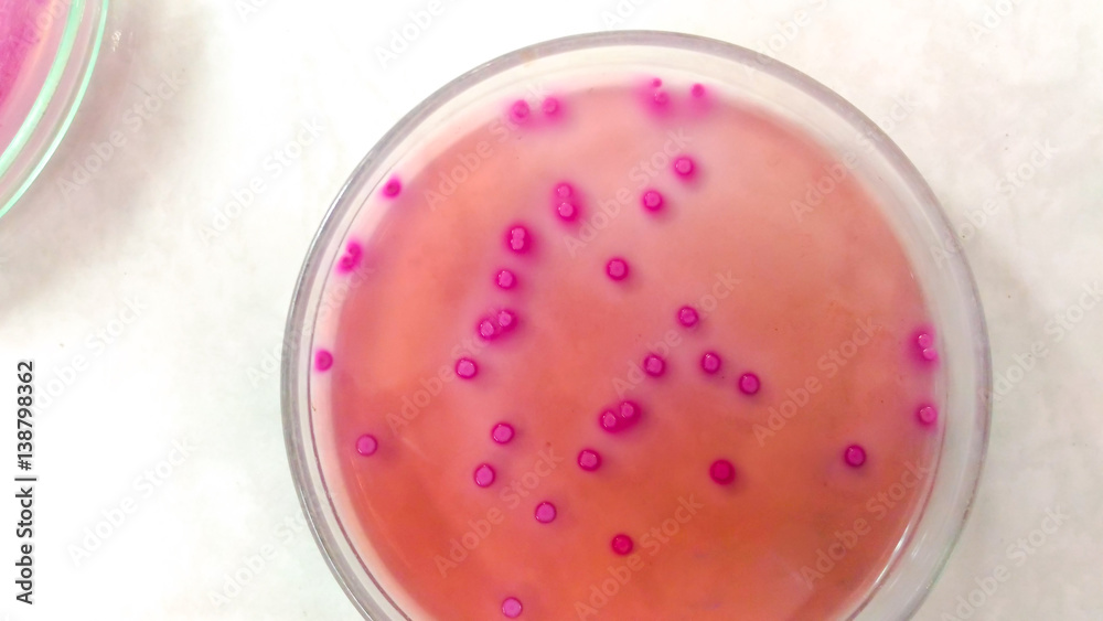 microbiology in laboratory microbiology in laboratory
