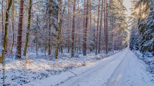 Sonnenaufgang im Winter Wald - Sunrise in the winter forest