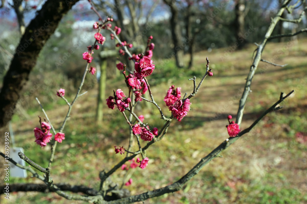 梅の花 梅の花