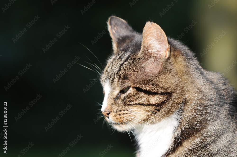 Head from tabby Cat in the nature