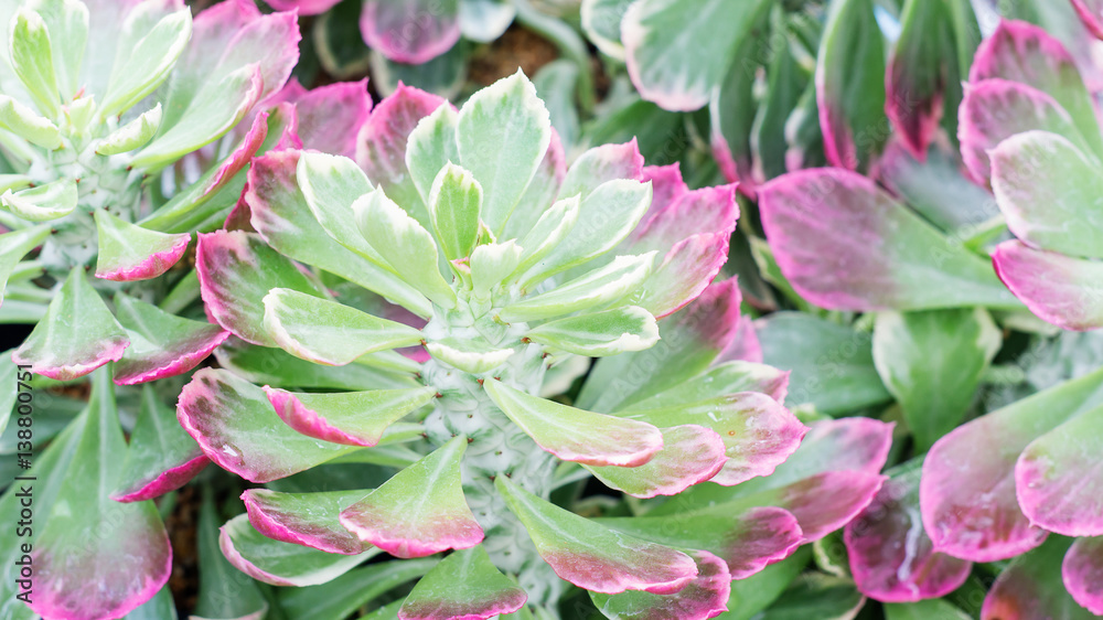 Succulent cactus plant in a garden. Succulent cactus plant in a garden.