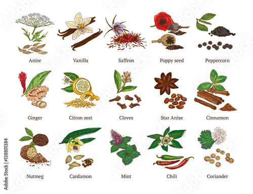 Colorful Sketch Healthy Spices Collection