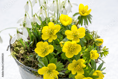 The first signs of spring. Winter aconite and snowdrops photo