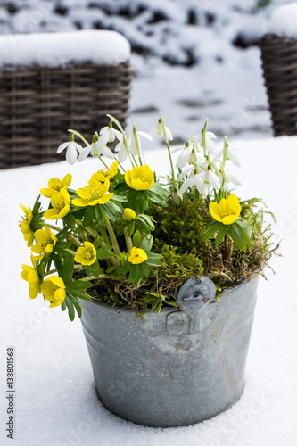 The first signs of spring. Winter aconite and snowdrops