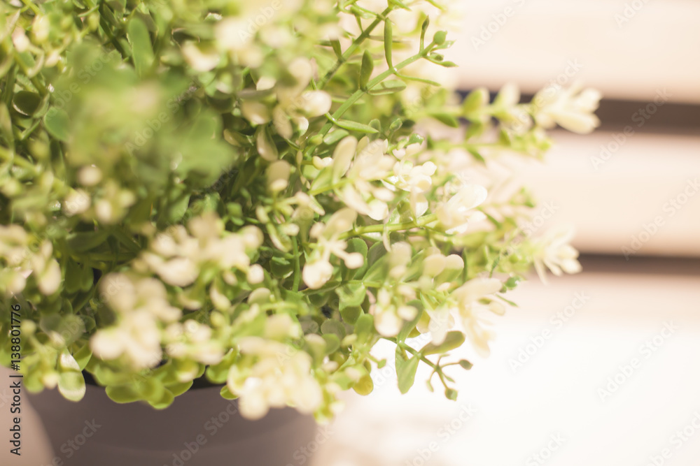 Plants and white flowers in pot | home indoor decoration Plants and white flowers in pot | home indoor decoration