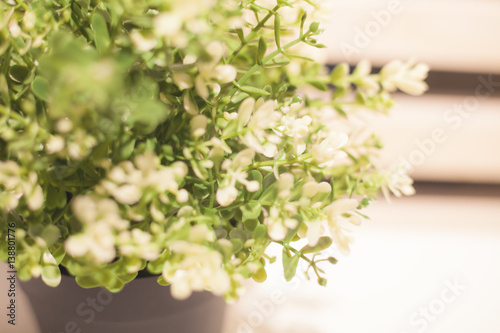 Plants and white flowers in pot | home indoor decoration