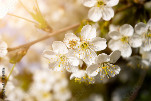 Branch with white cherry flowers and spider.