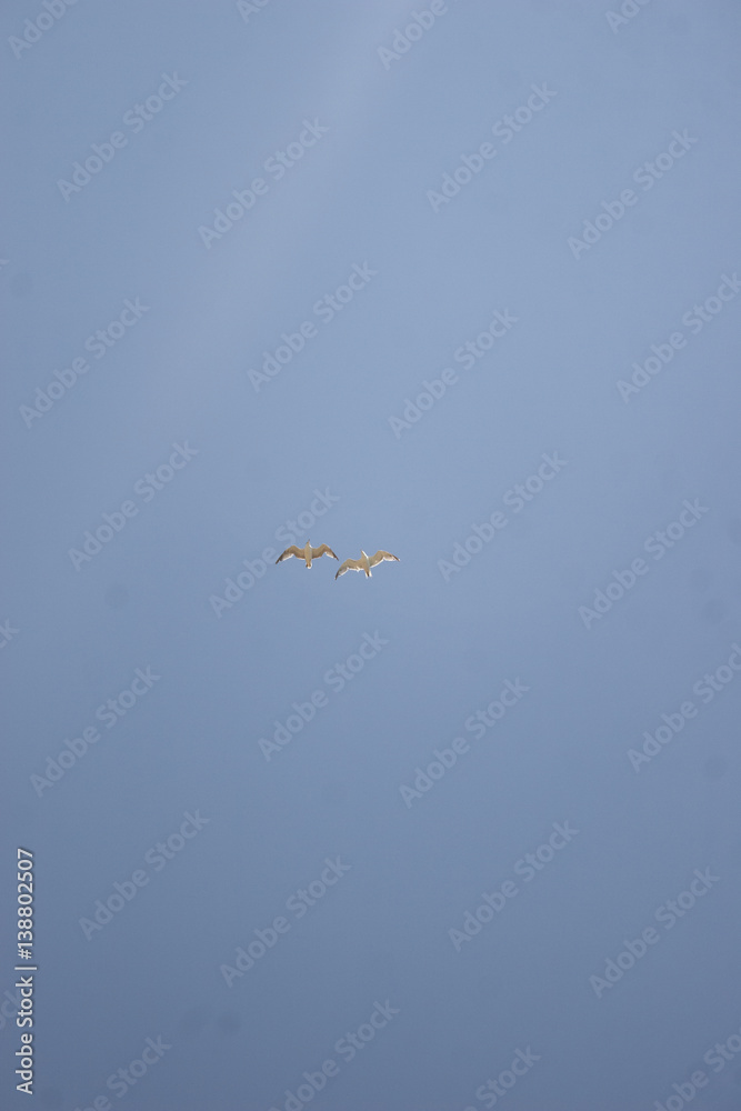 Obraz premium gull in blue sky 