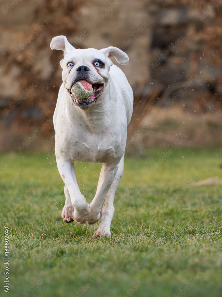 White german boxer with a ball in his mouth in czech republic in europe/captive animal/beautiful and rare pet/female dog