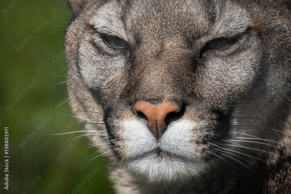 Naklejka premium Puma lub kuguar blisko fotografa w środowisku naturalnym / zwierzęta w niewoli / bardzo ostre szczegóły