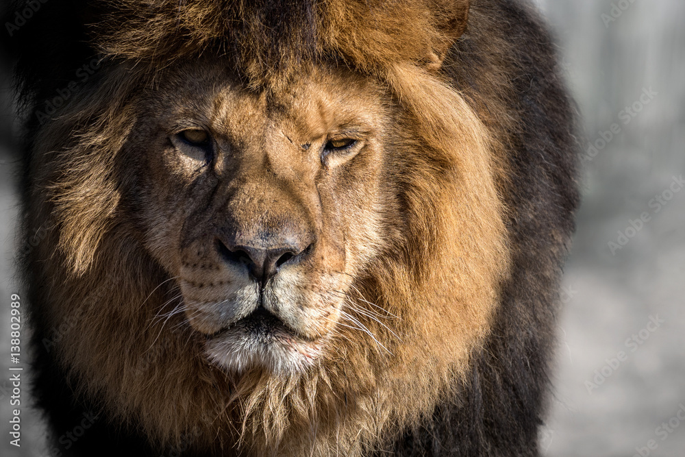 Lion face to face and close to photographer in the nature habitat/captive animals/very sharp detail/african animals/big cats Lion face to face and close to photographer in the nature habitat/captive animals/very sharp detail/african animals/big cats