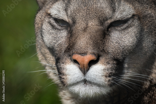 Puma or cougar close to photographer in the nature habitat/captive animals/very sharp detail