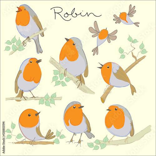 Cartoon birds. Robin set. Vector illustration