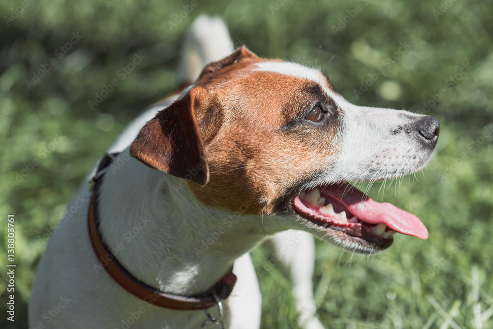 Dehydrated Jack Russell Terrier dog at hot day needs water