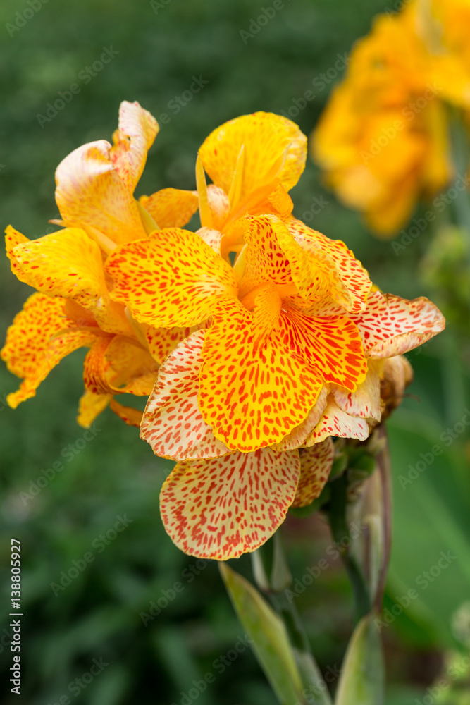 Fototapeta premium Blossoms of a yellow gladioli in the garden